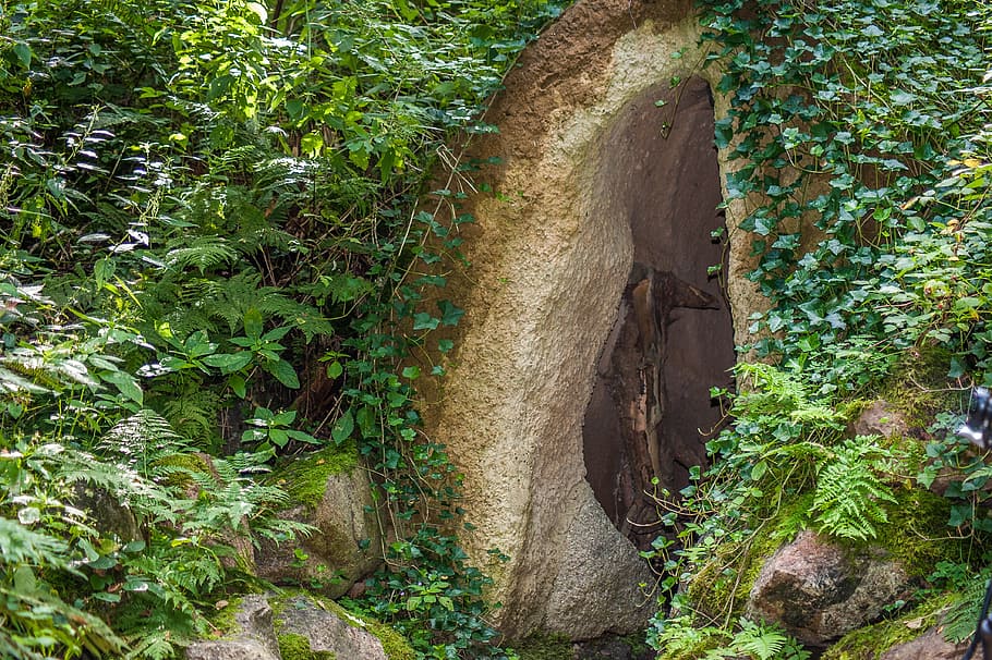 cave, input, stones, gang, entwine, leaves, plant, growth, tree HD wallpaper