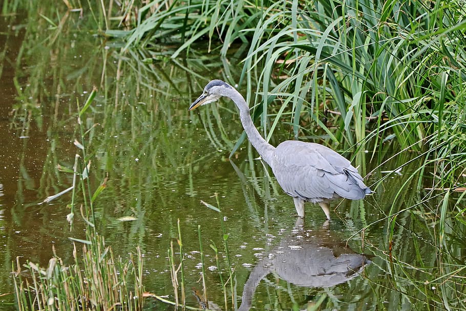 Grey Heron, Bird, Eastern, Nature, animal, water, wilderness HD wallpaper