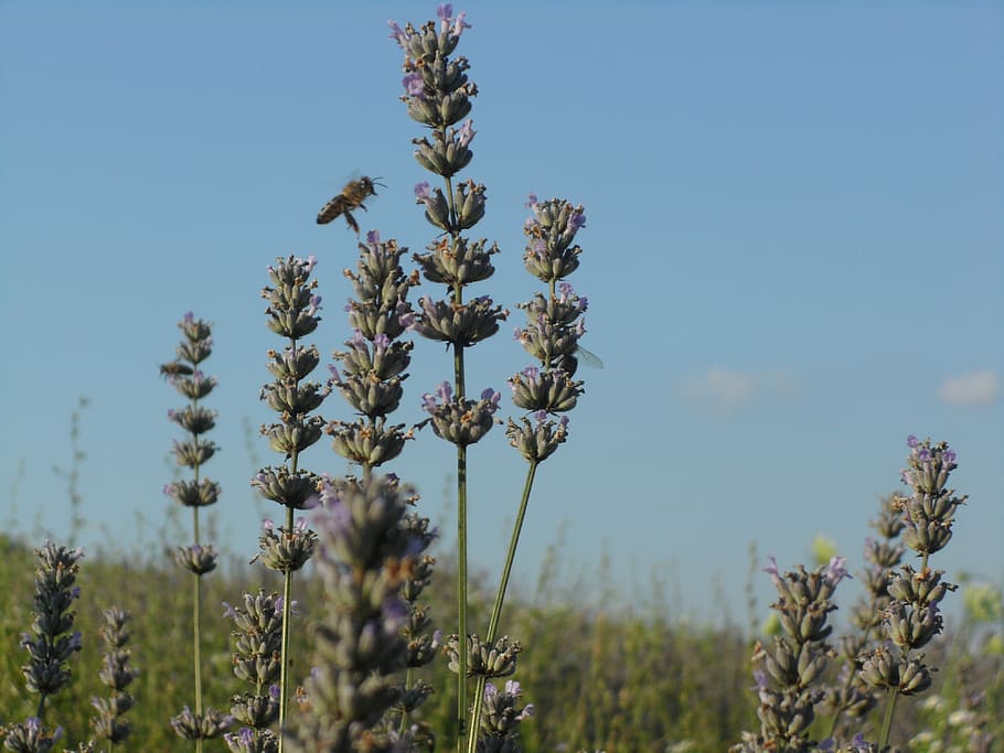 Lavender, Sun, Summer, no people, nature, plant, day, outdoors HD wallpaper