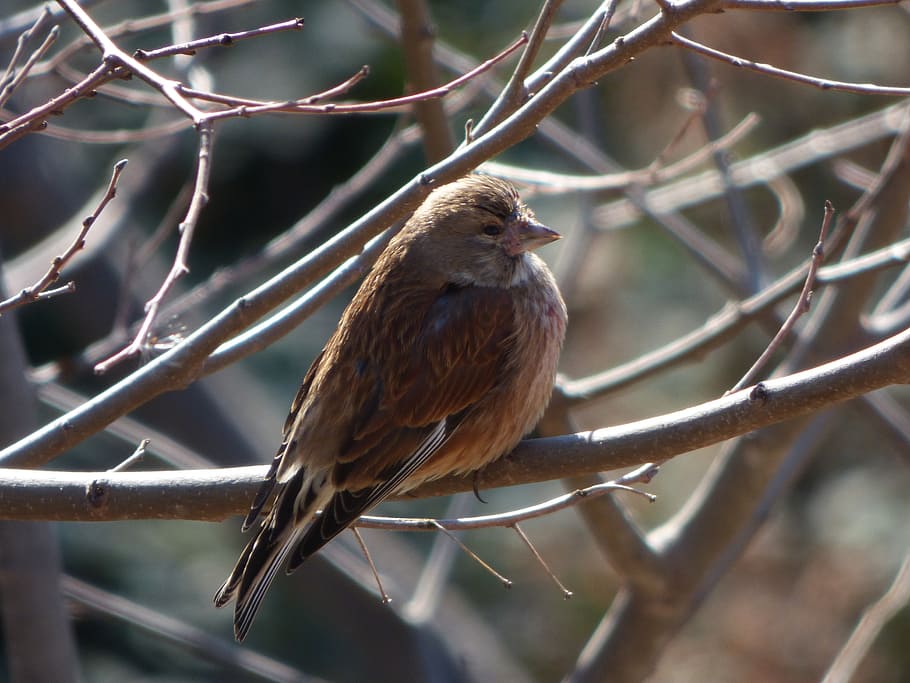 sparrow, winter, branch, cold, bird, animal wildlife, vertebrate HD wallpaper