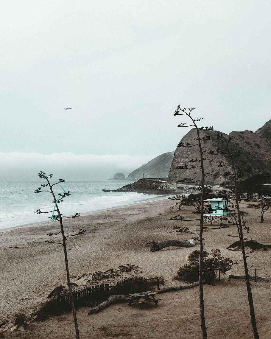 brown shore near mountain, brown bare tree near ocean under cloudy sky at daytime HD wallpaper