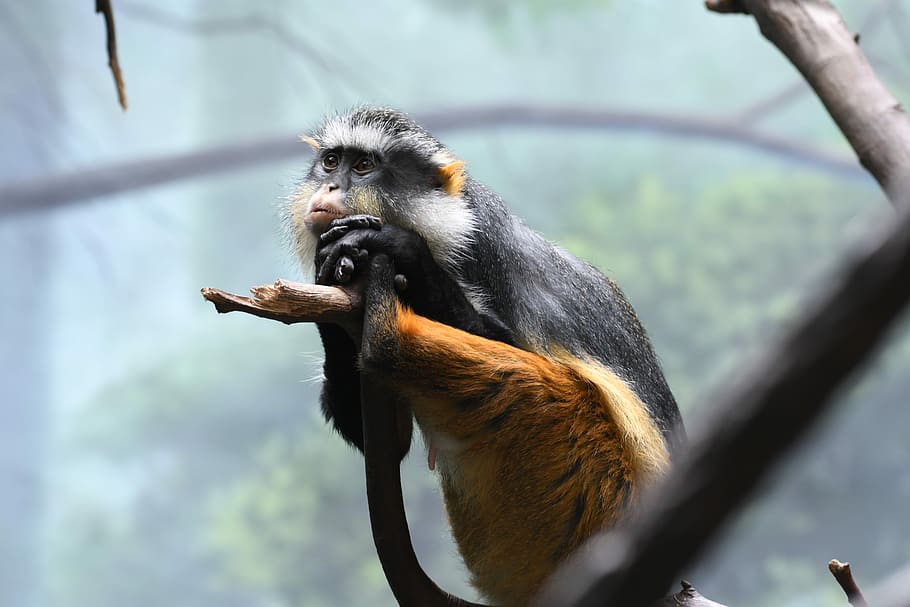 Lost in thoughts, gray and brown monkey, tree, branch, fur, wild HD wallpaper