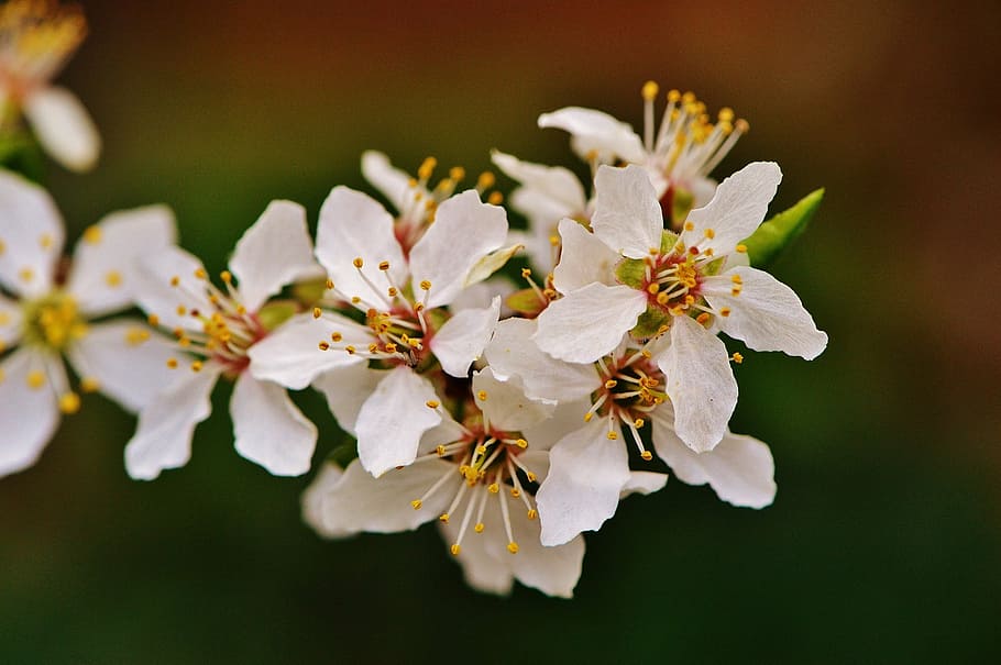 spring, blossom, bloom, nature, plant, tree, garden, white HD wallpaper