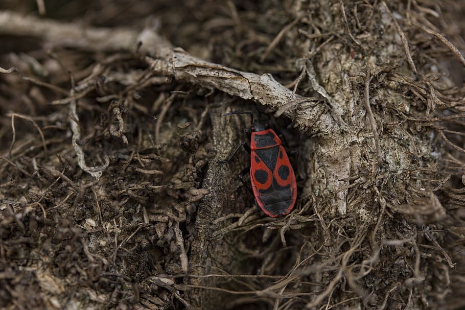 nature, wood, firebug, red bug, close-up, animal themes, animals in the wild HD wallpaper