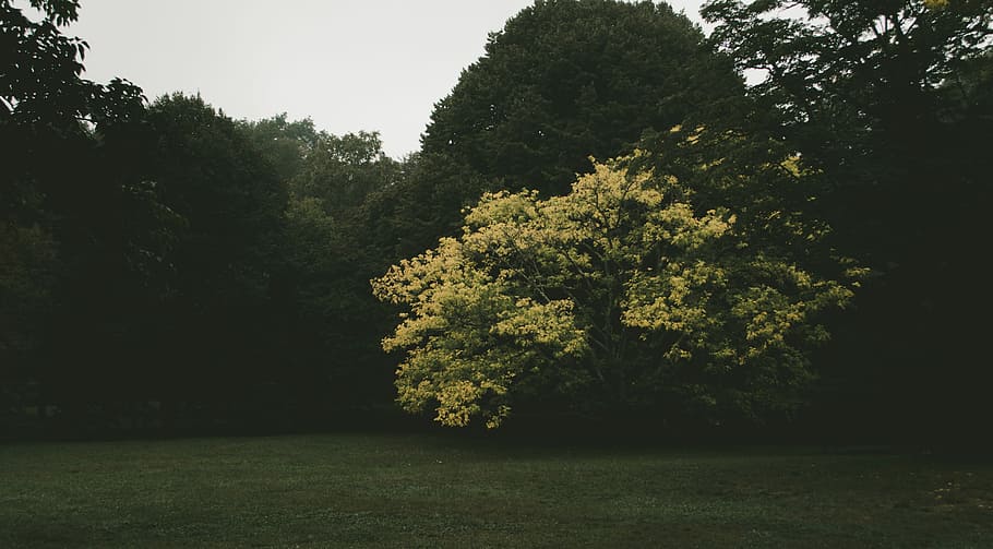 green trees, green grass field, lonely, cloudy, dark, moody, clearing HD wallpaper