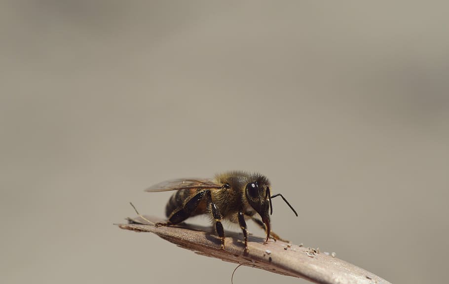 selective focus photography of honeybee perched on brown twig HD wallpaper