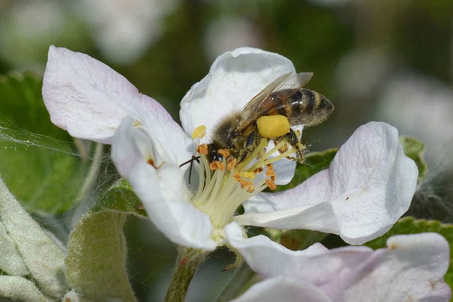 Bee, Blossom, Bloom, pollensaeckchen, pollination, nature, close HD wallpaper