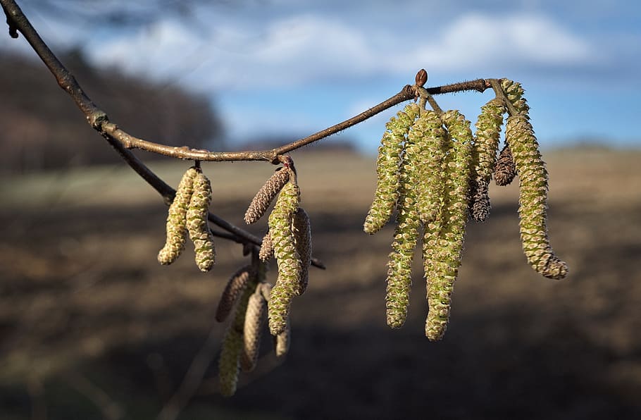 spring, tree, sprig, blooming tree, flowers, nature, green HD wallpaper
