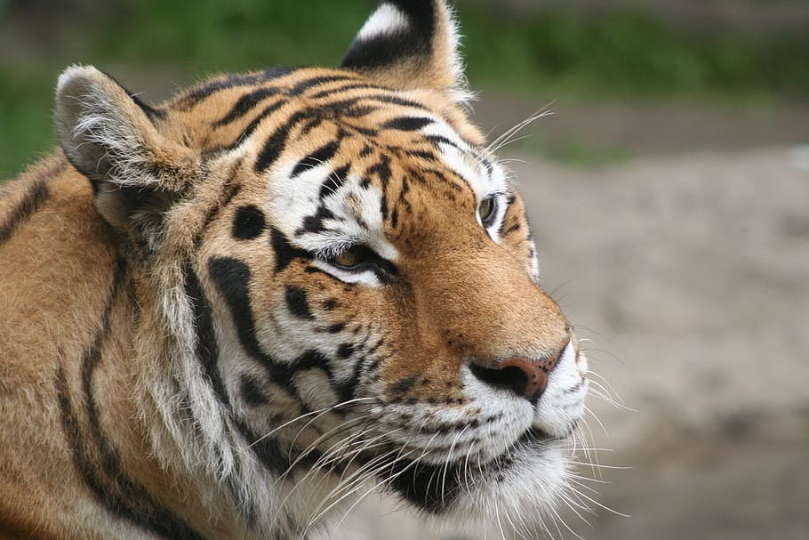 tiger, endangered, wild, animal, wildcat, striped, predator HD wallpaper
