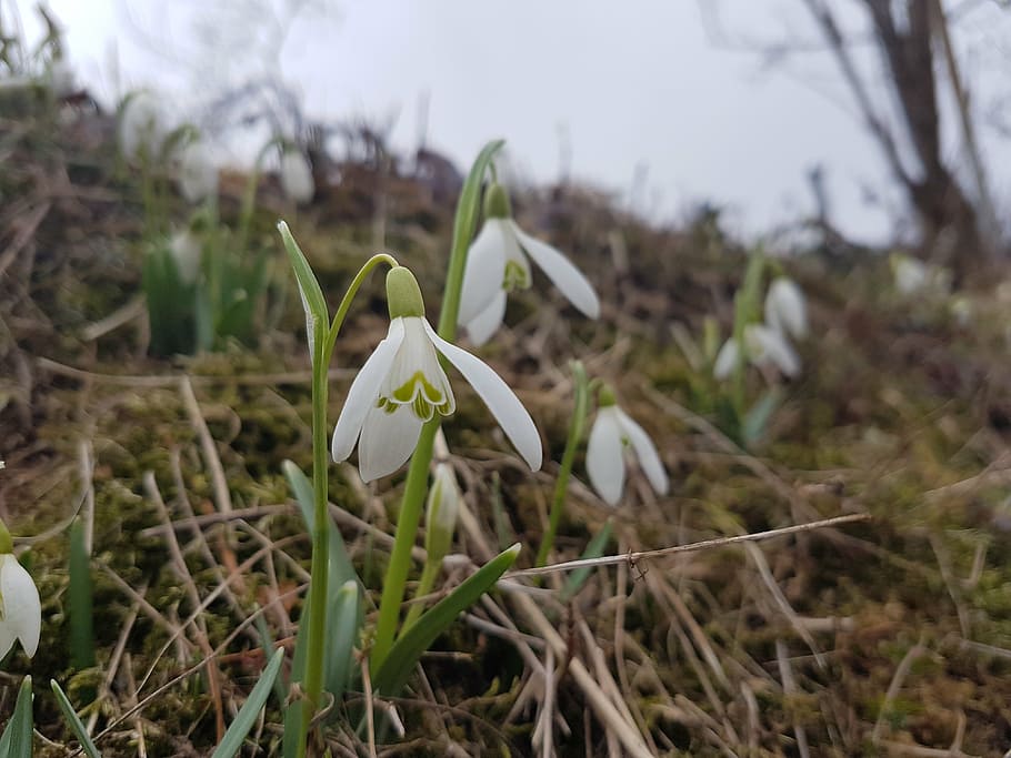 spring, macro, snowdrop, white, flowers, white flower, plants HD wallpaper