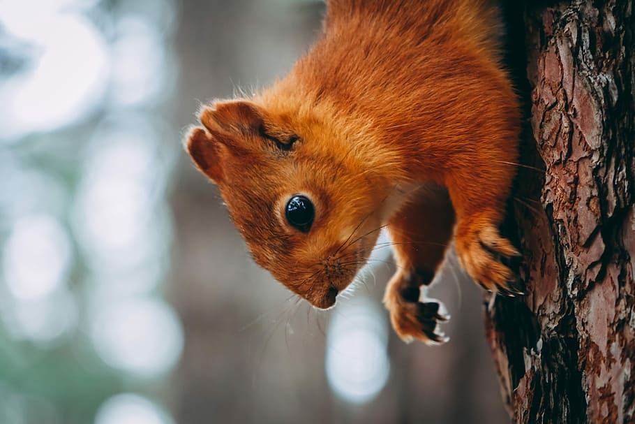 squirrel on tree trunk, closeup photography of brown squirrel on tree branch HD wallpaper