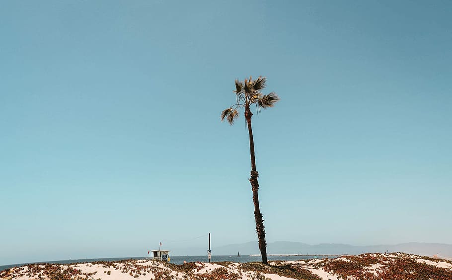 palm tree beside body of water, palm tree photo, sand, summer HD wallpaper