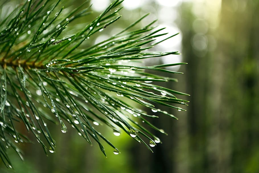 Pine, Drops, Branch, nature, pine tree, needle - plant part HD wallpaper