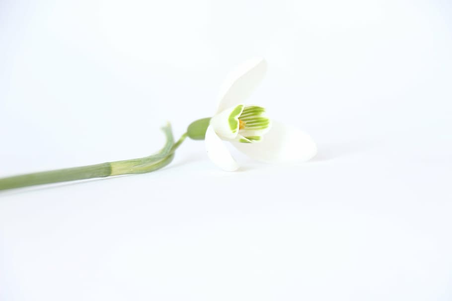 white snowflake flower closeup photography, background, nice HD wallpaper