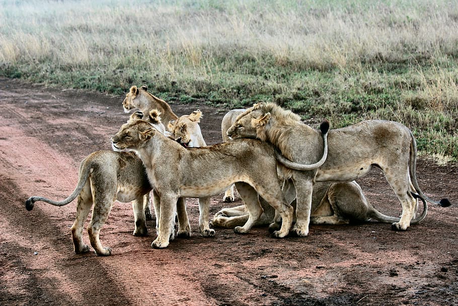 pride of lions, animal, carnivore, feline, grass, hunter, lioness, HD wallpaper