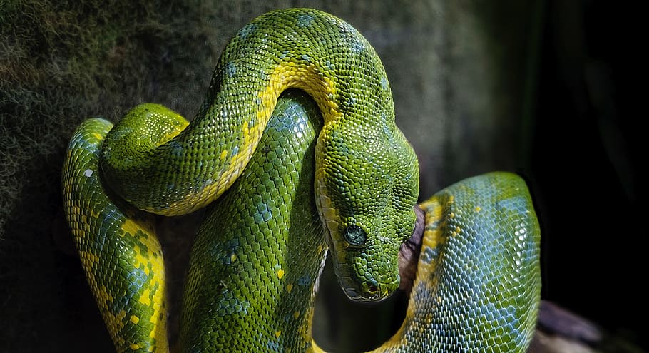 green and yellow snake, macro shot of green snake, reptile, scale HD wallpaper