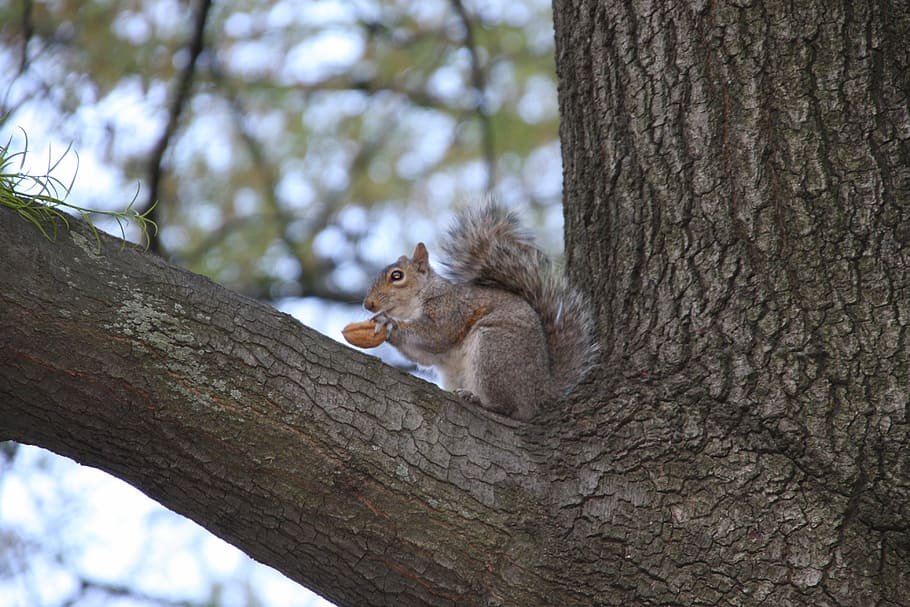 animals, tree, squirrel, central park, tree trunk, mammal, animal themes HD wallpaper
