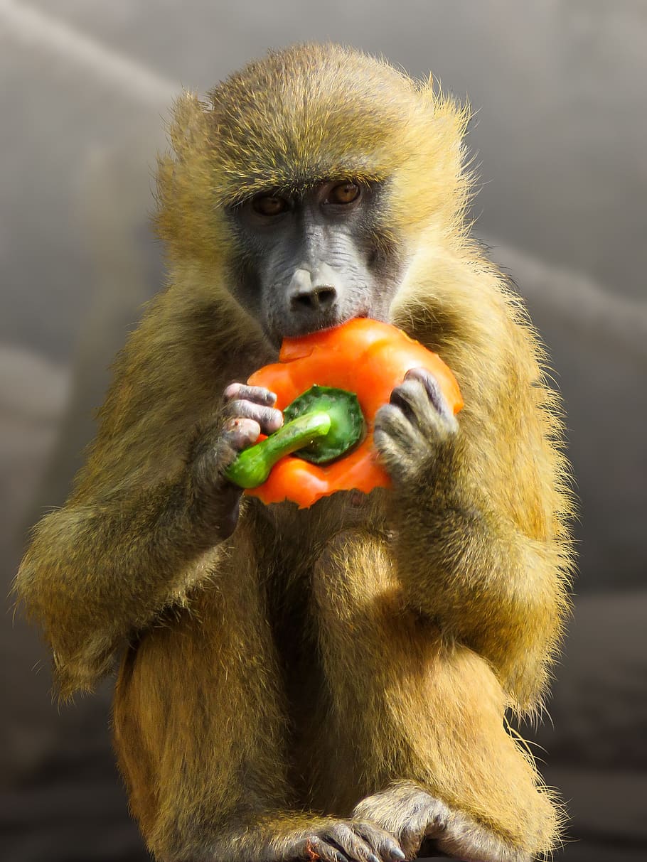 animal, monkey, baboon, sphinx-baboon, eat, paprika, tiergarten nürnberg HD wallpaper