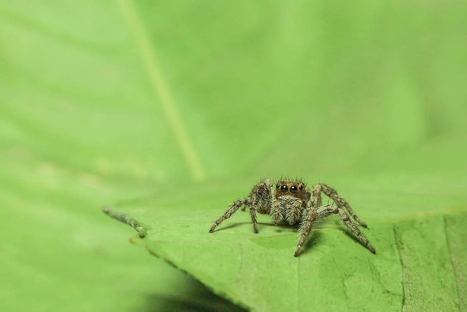 Spider, Nature, green, one animal, animal themes, animals in the wild HD wallpaper