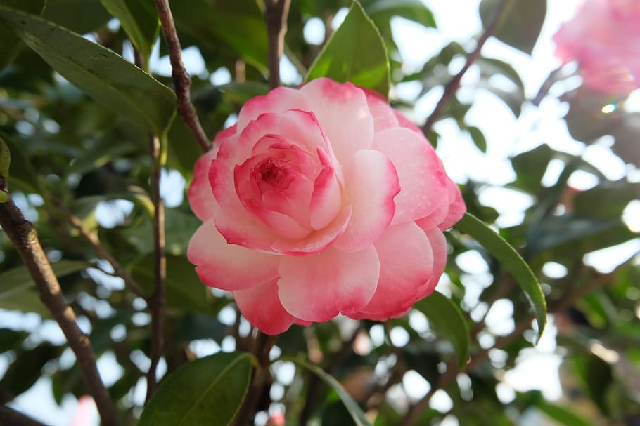 nature, tree, leaf, plant, beauty in nature, flower, flowering plant HD wallpaper