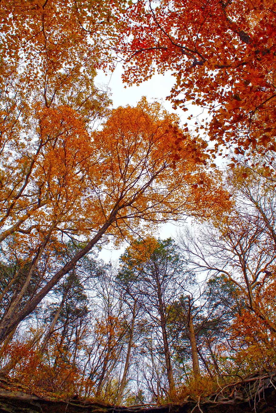 outdoor, tree, forest, foliage, natural, park, green, color HD wallpaper