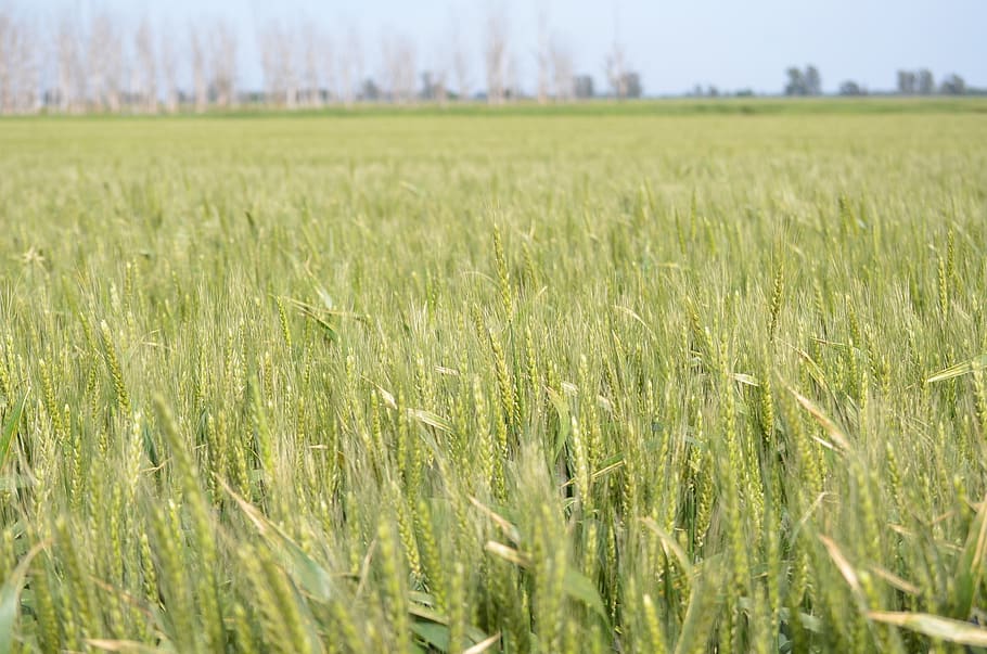 wheat, field, green, agriculture, plant, landscape, rural scene HD wallpaper