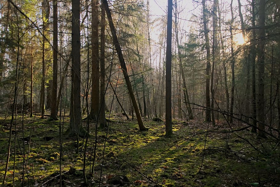 forest, light, tree, nature, landscape, the sun, shadows, rays of the sun HD wallpaper