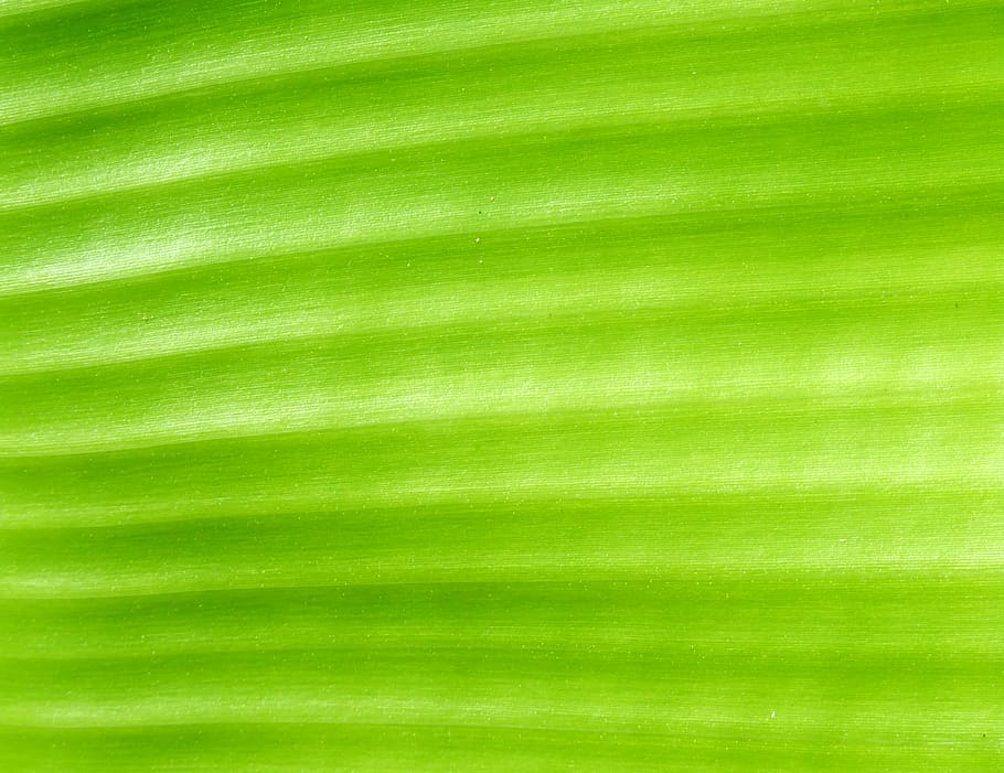 green lief, untitled, leaf, abstract, texture, macro, close up HD wallpaper