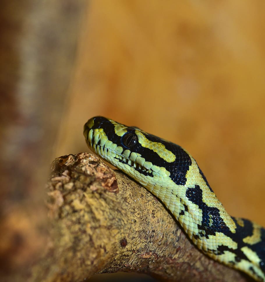 snake, reptile, animal world, python, carpet python, constrictor HD wallpaper