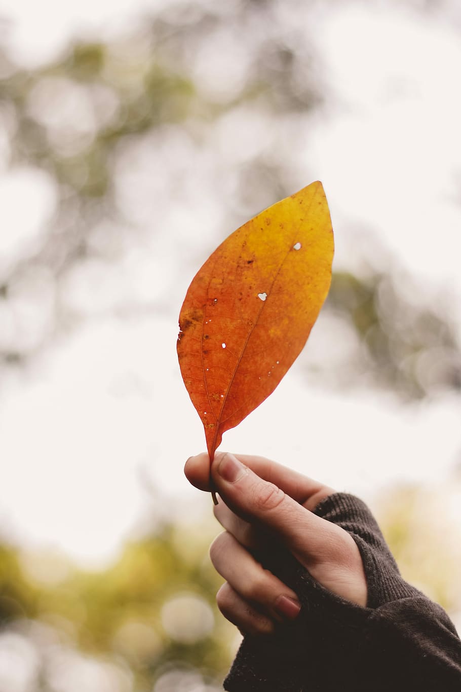 person holding brown dried leaf, person holding orange ovate leaf during daytime HD wallpaper