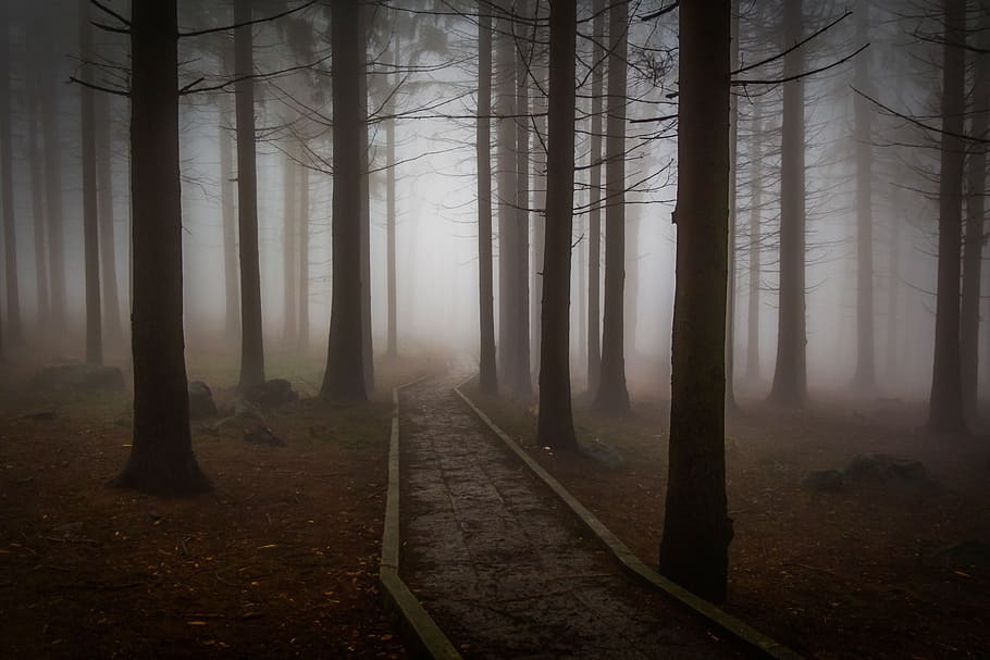 pathway between trees with fogs, pine, forest, forest road, misty