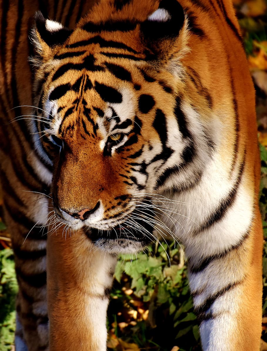 tiger, predator, fur, beautiful, dangerous, cat, wildlife photography HD wallpaper