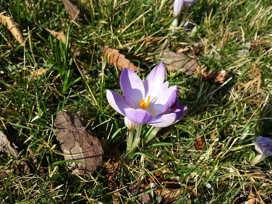 Krokus, Meadow, Flower, spring, flowers, blooming, violet, growth HD wallpaper