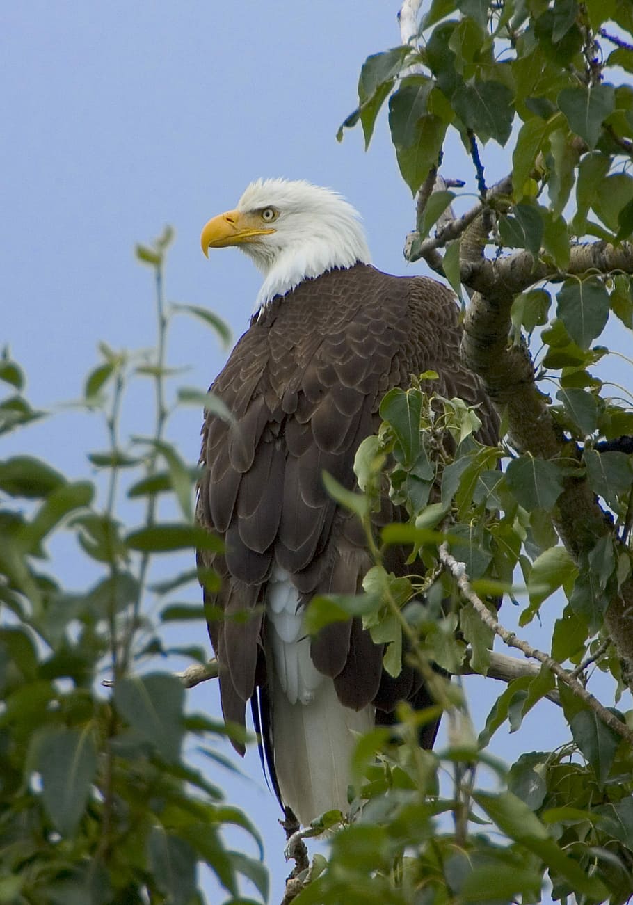 Bald Eagle, Raptor, perched, bird, nature, wild, portrait, american HD wallpaper