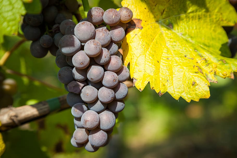 cluster of red grapes, wine, vine, wine leaf, autumn, winegrowing HD wallpaper