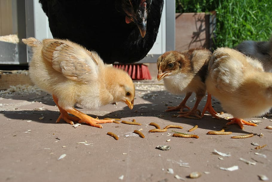 Chicken, Chickens, Chicks, young, mother hen, meal worms, animal HD wallpaper