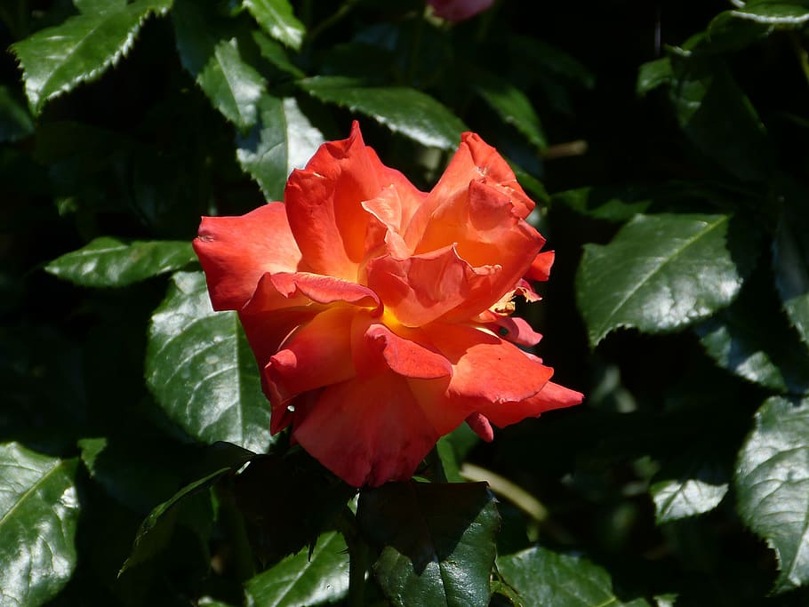 Flower, Nature, rose, petal, rose - flower, leaf, fragility HD wallpaper