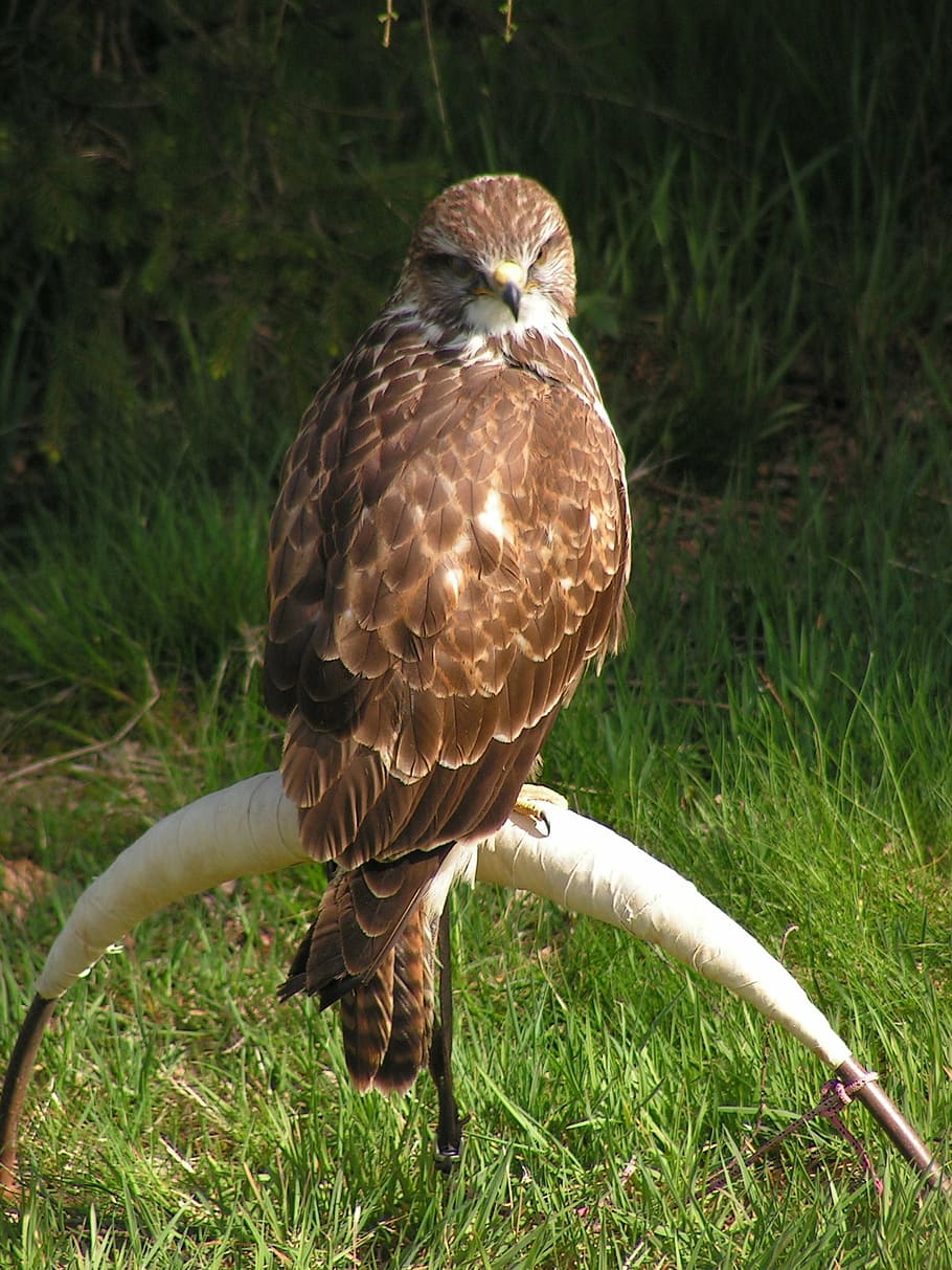 buzzard, buteo buteo, falconry, training, breeding raptors HD wallpaper