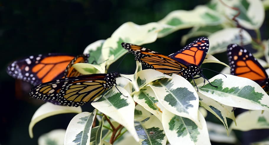 monarch, close, tropical, butterfly, insect, nature, flower HD wallpaper