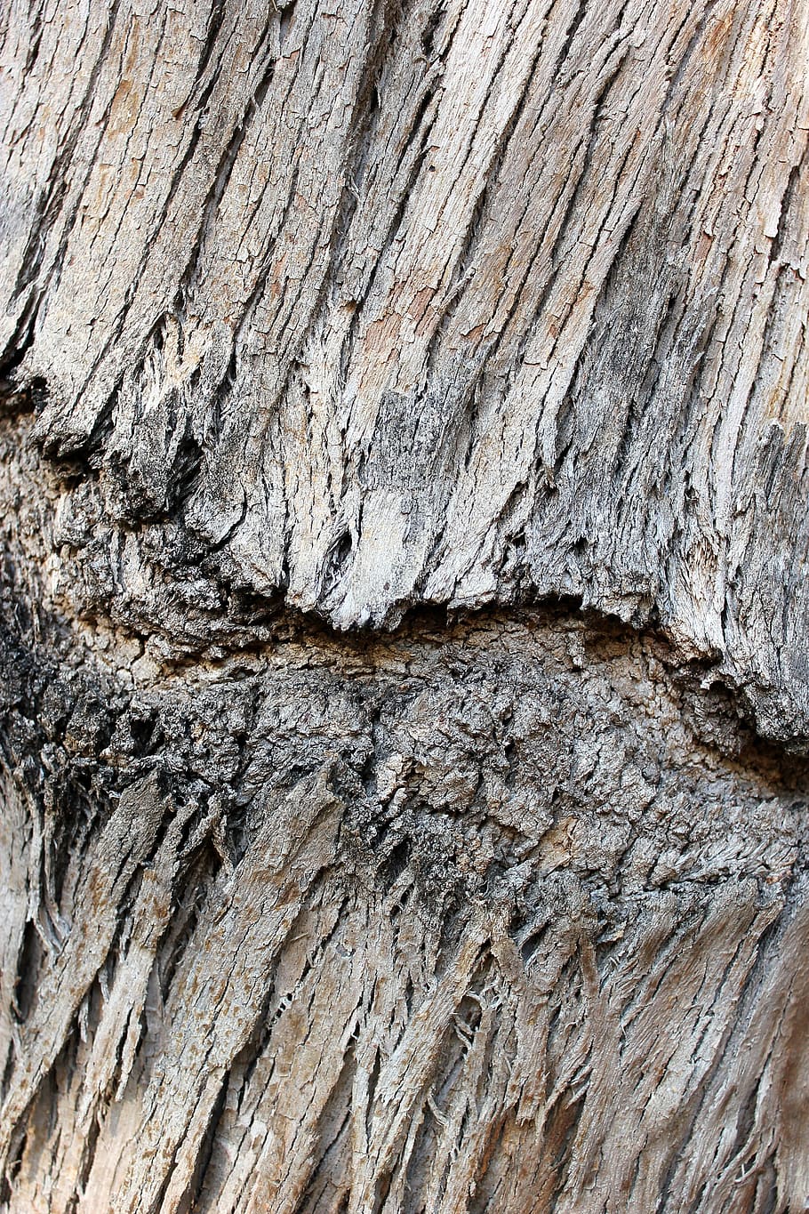 Bark, Tree, Wood, Trunk, Nature, wood bark, tree trunk, old HD wallpaper