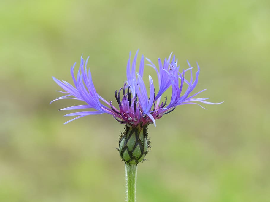 Cornflower, Blossom, Bloom, blue, purple, violet, centaurea cyanus HD wallpaper
