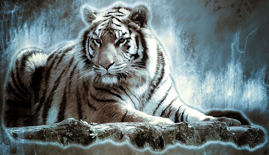 HD wallpaper: albino tiger wallpaper, bengaltiger, big cat, dangerous ...