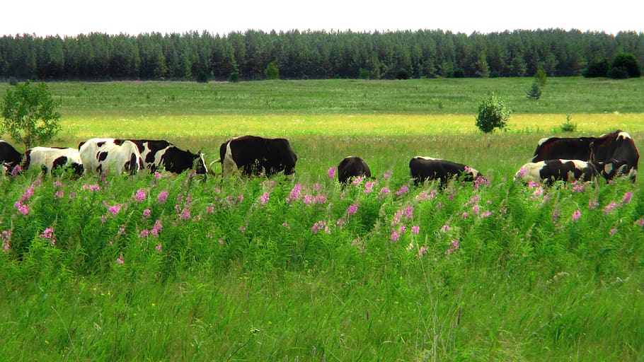 field, meadow, cow, pasture, nature, summer, grass, greens, HD wallpaper