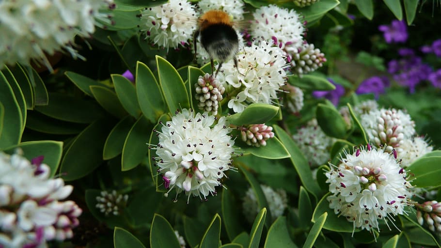 bumblebee, flowers, pollen, summer, honey, pollination, garden HD wallpaper
