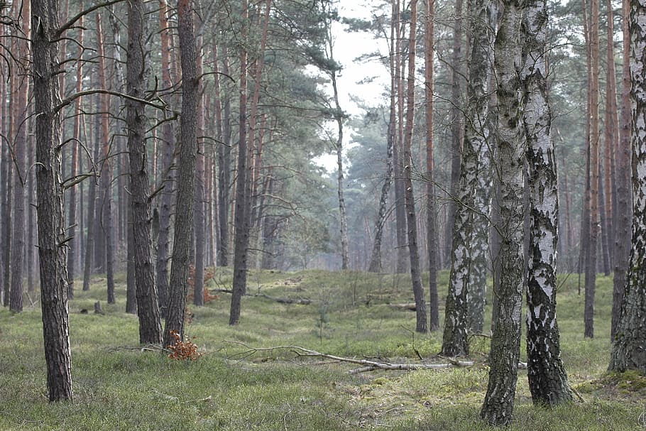 forest, nature, spring, trees, land, plant, tree trunk, tranquility HD wallpaper