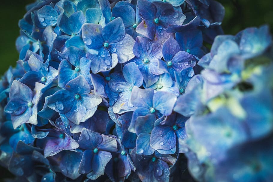 Hd Wallpaper Blue Petaled Flower Plant With Water Dew Hydrangea Ajisai Japan Wallpaper Flare