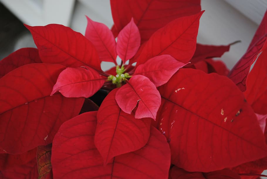 poinsettia, red, christmas, decoration, flower, holiday, plant, HD wallpaper