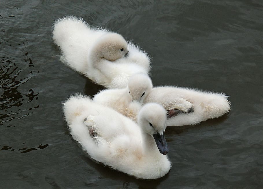 white white ducklings on calm body of water, young animals, swan, HD wallpaper