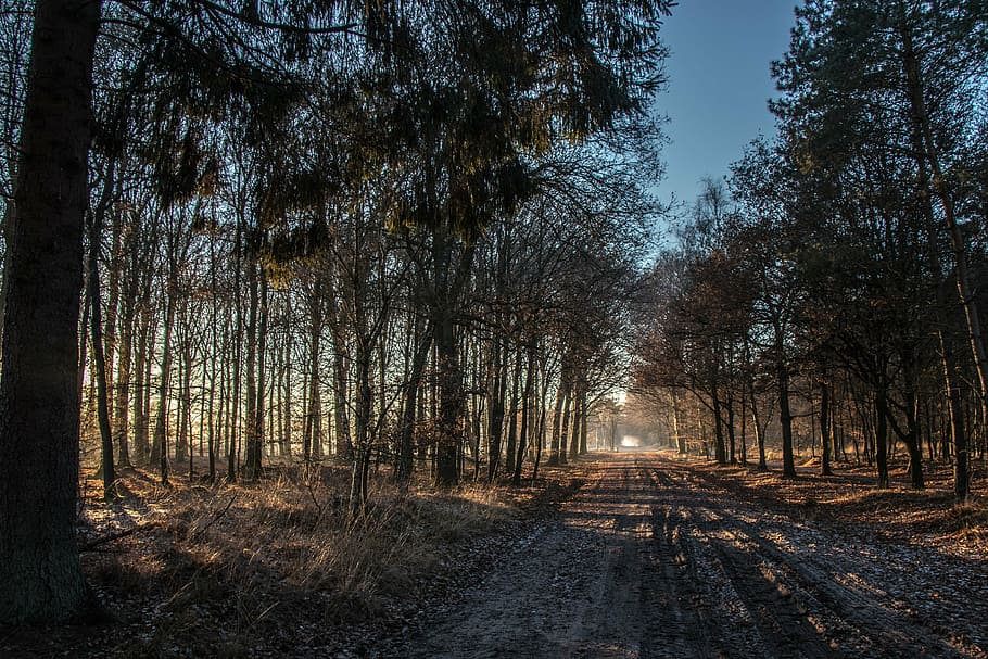 evening, landscape, trees, nature, outdoor, sun, sunlight, scenery HD wallpaper