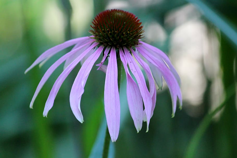 aster, flower, blossom, bloom, pastel, purple, tender, inflorescence HD wallpaper